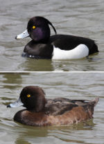 Tufted Duck