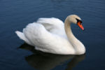 Mute Swan