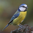 Blue Tit