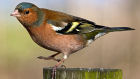 Chaffinch