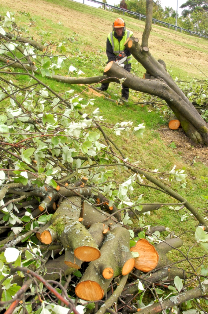 Tree surgeon cutting felled tree