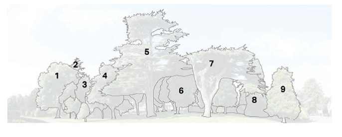 Arboretum Key to trees