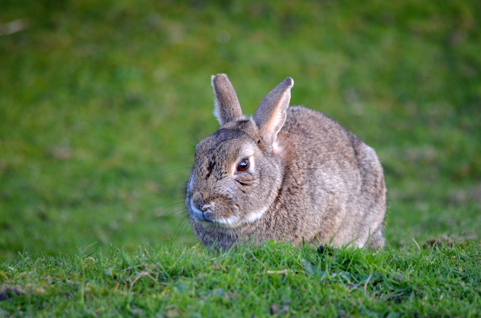 image of Rabbit