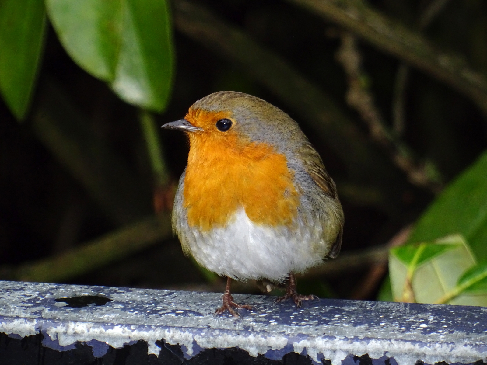 image of Robin