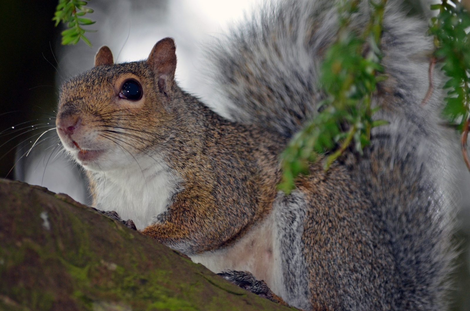 image of Squirrel