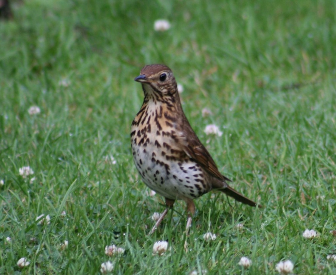 image of Song thrush