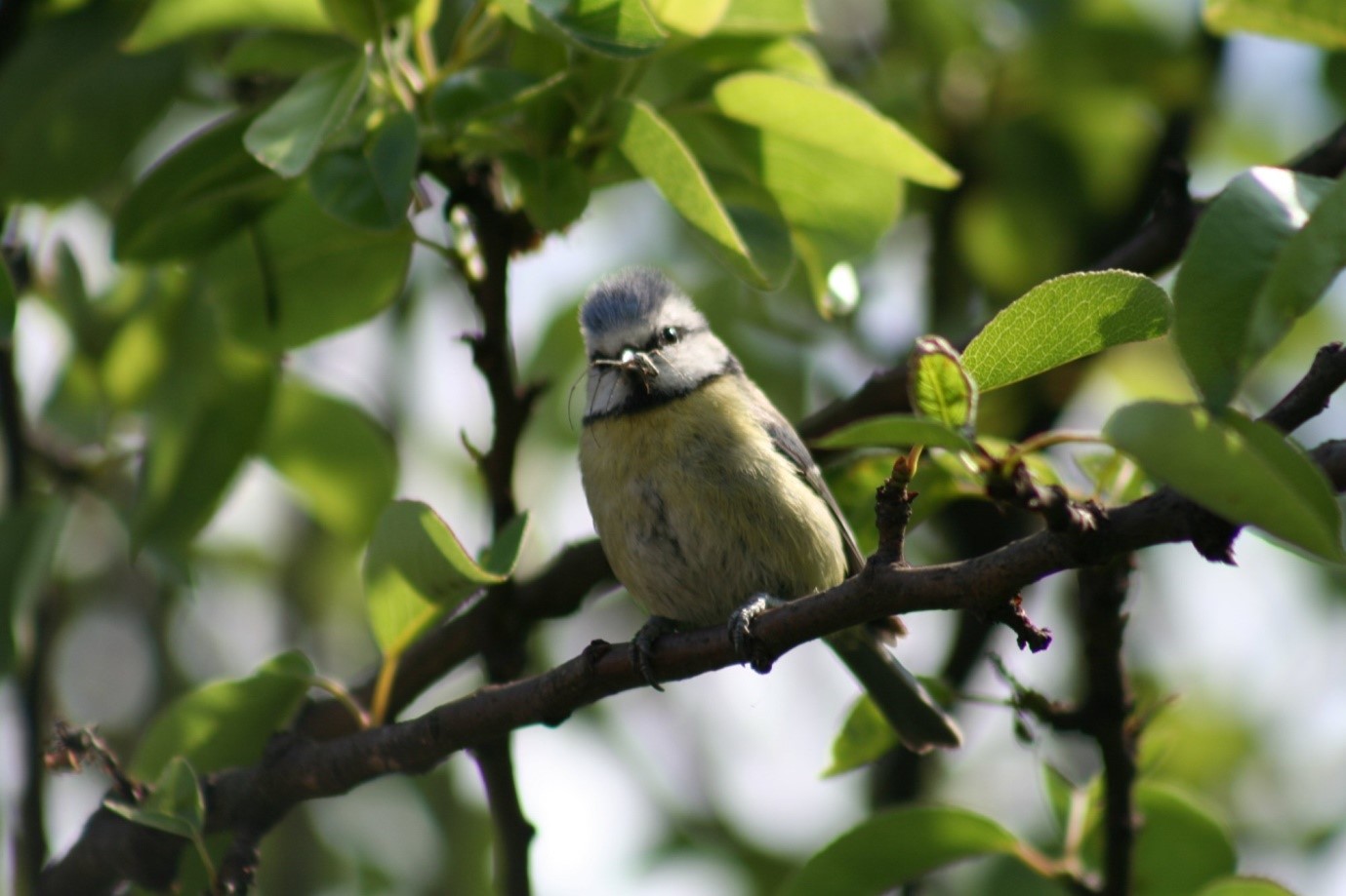 image of Blue tit with spider