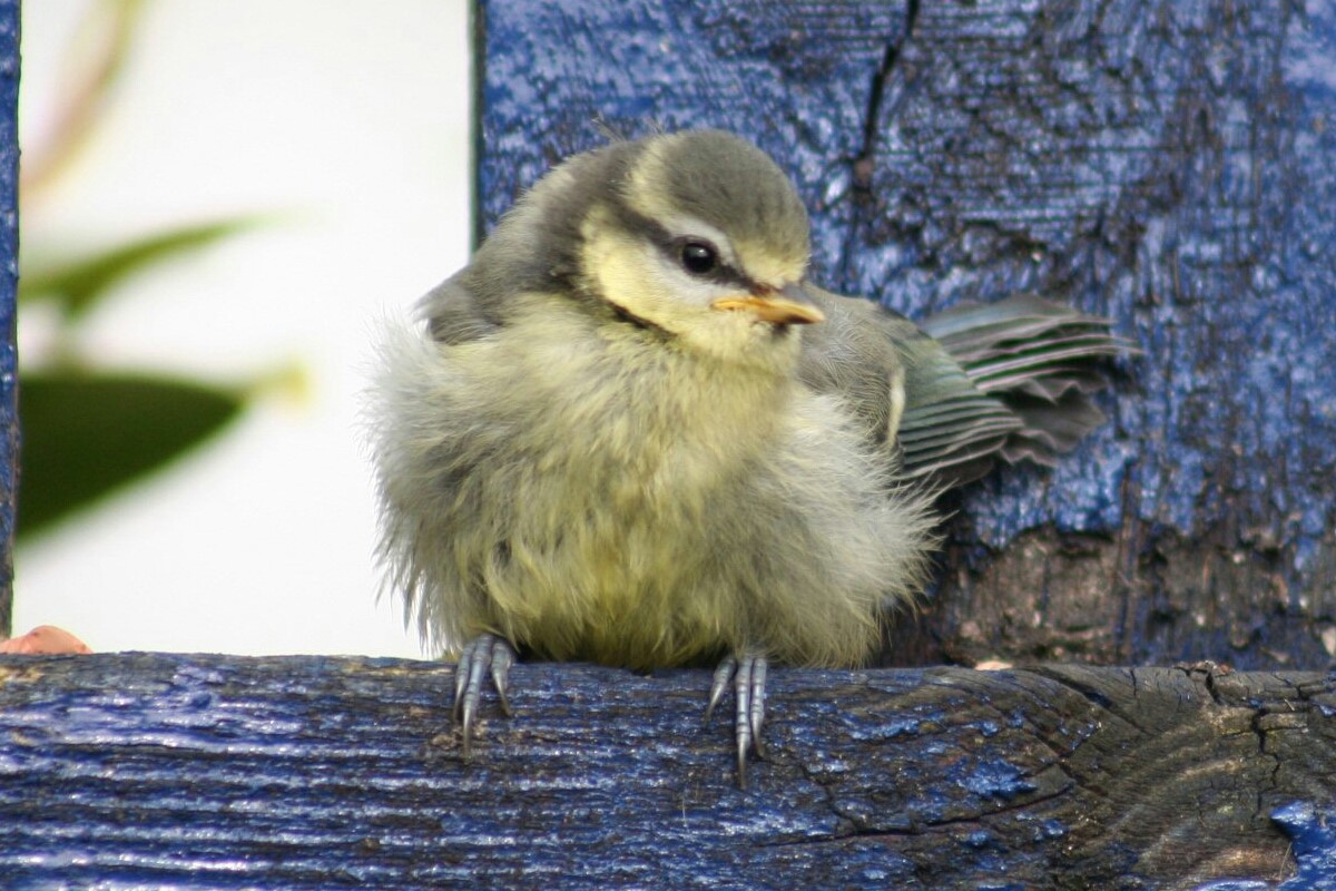 image of Blue tit on fence