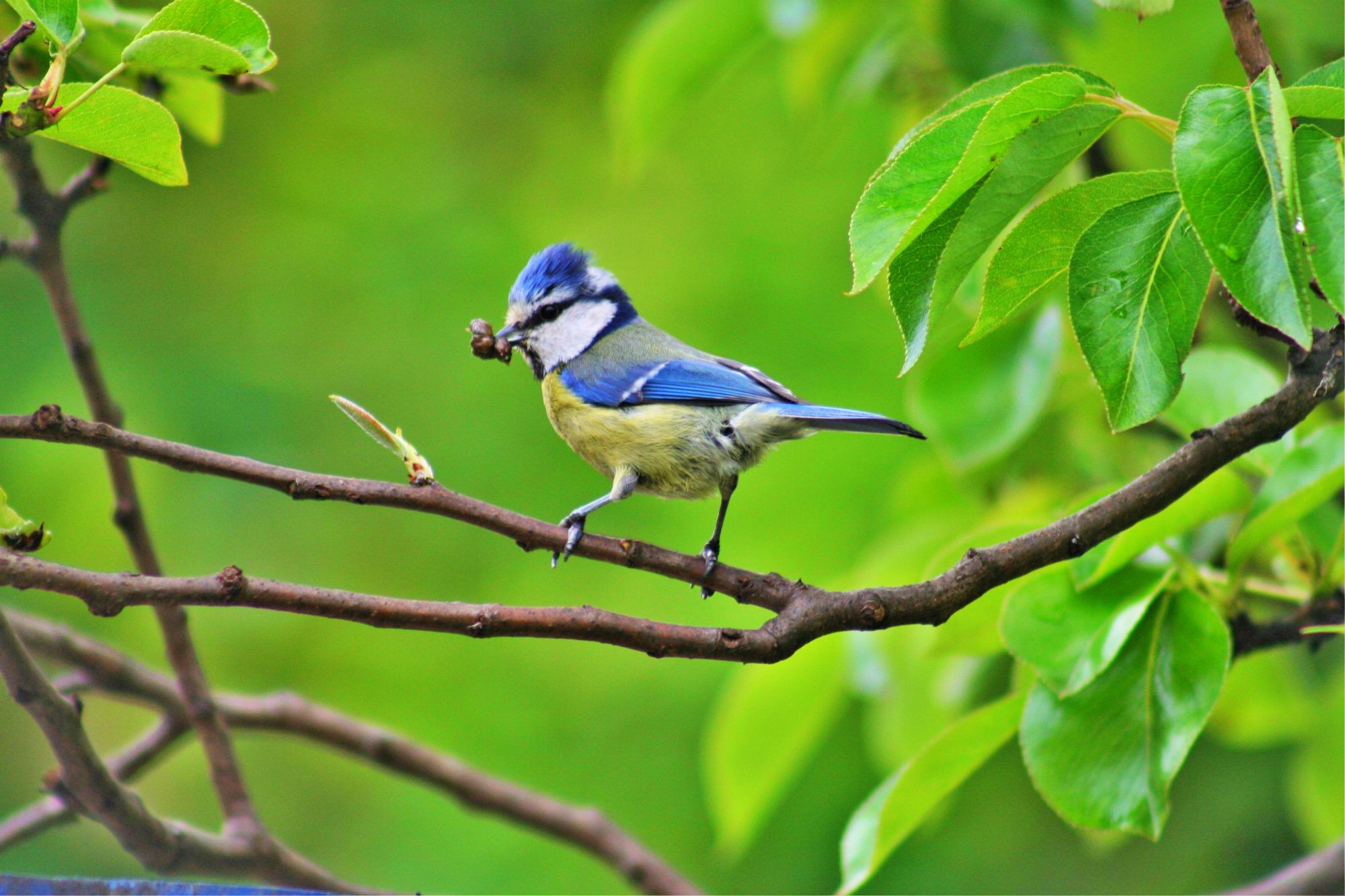image of Blue tit in tree