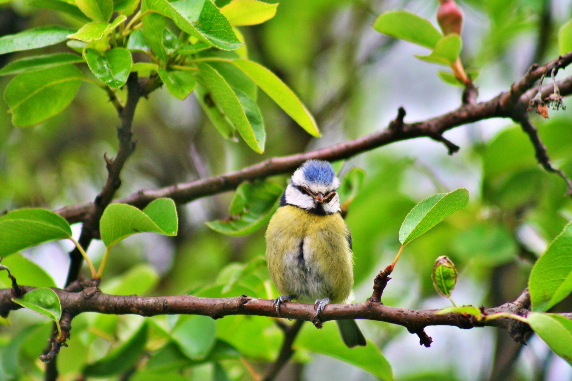 image of Blue tit