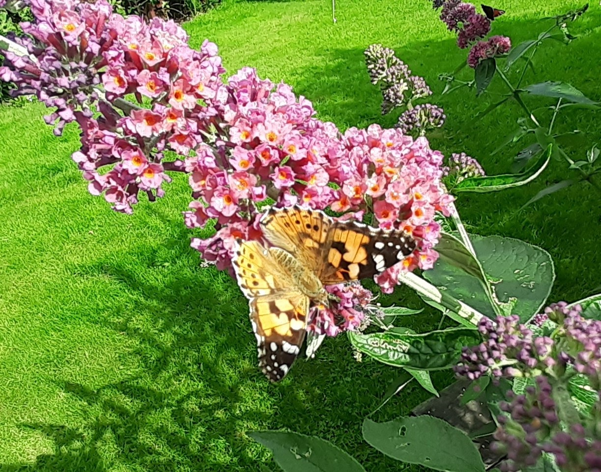 image of Butterfly