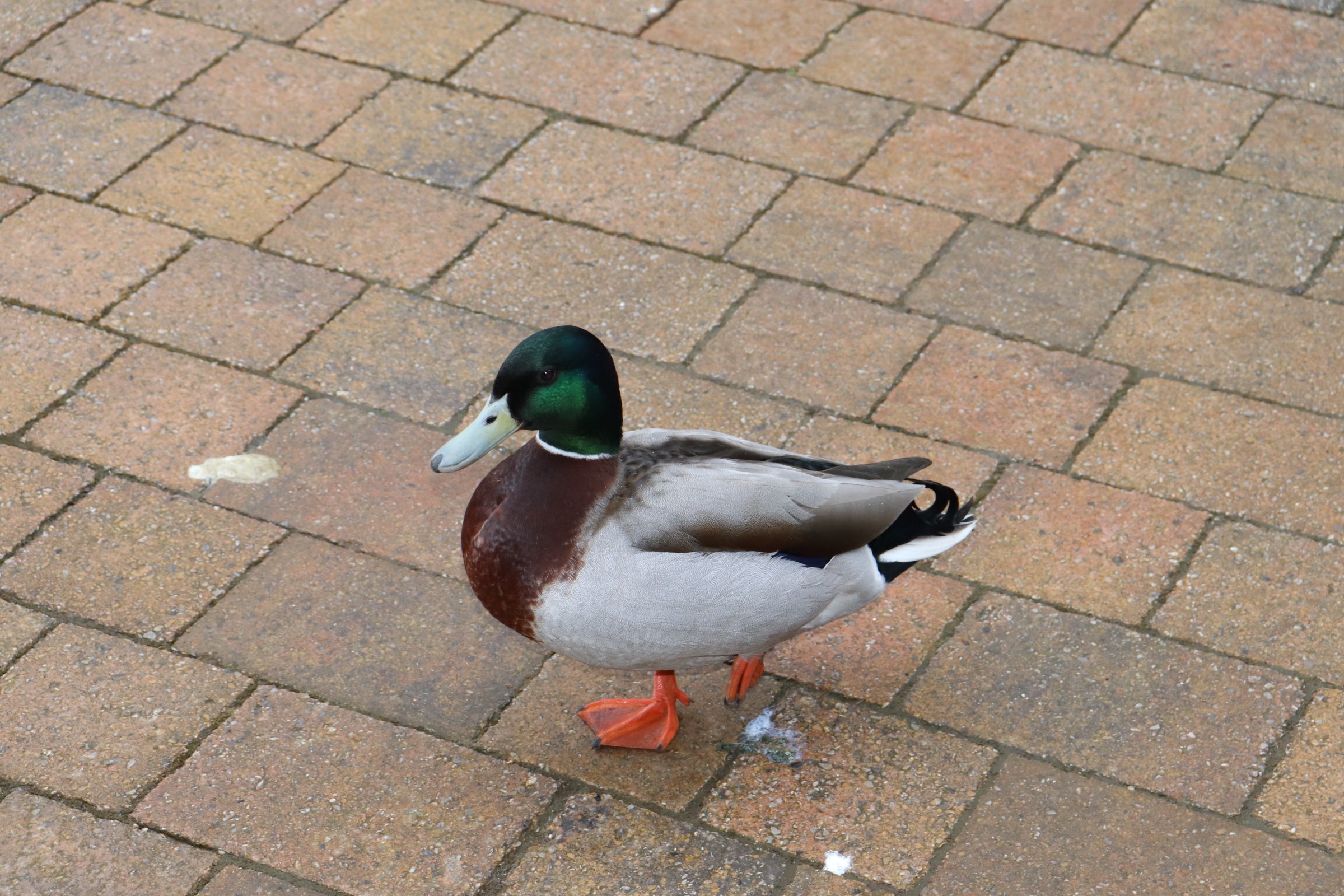 image of Duck