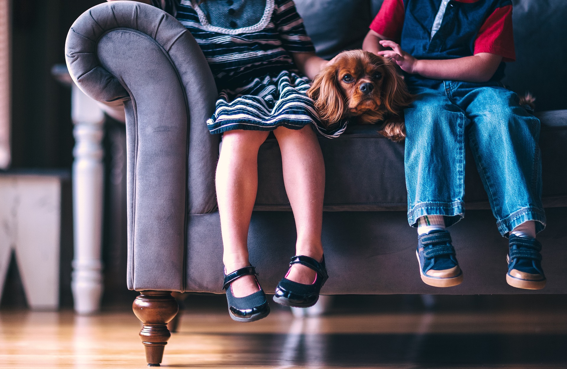 Legs of girl and boy sitting on a sofa with a spaniel sitting between them