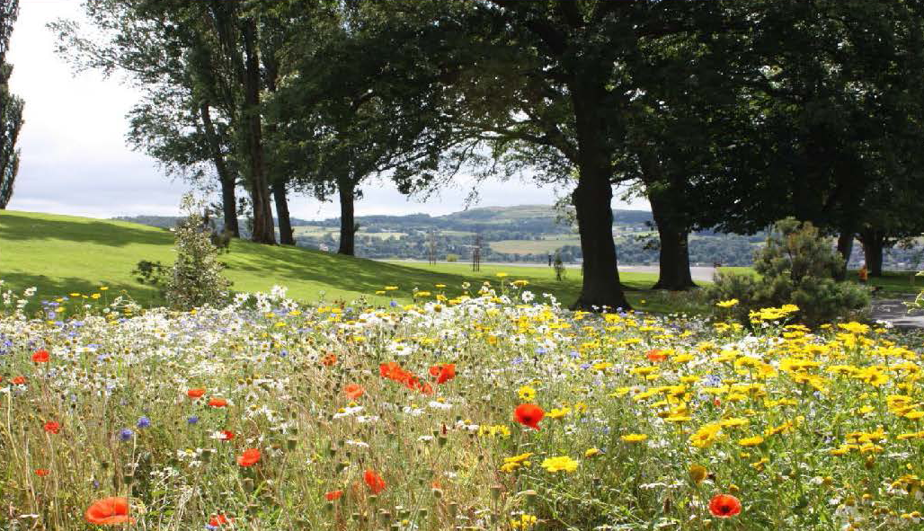 Wild flowers in Levengrove Park